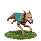 HOYA娛樂城出金娛樂城白金賽狗